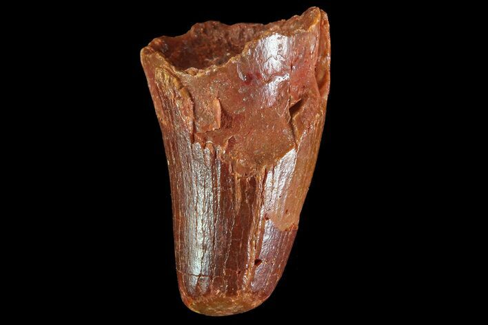 Cretaceous Fossil Crocodile Tooth - Morocco #72768
